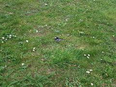 Motacilla alba yarrellii