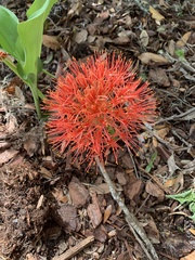 Scadoxus