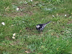 Motacilla alba yarrellii