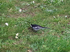 Motacilla alba yarrellii