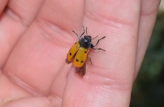 Lachnaia sexpunctata