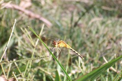 Erythrodiplax nigricans