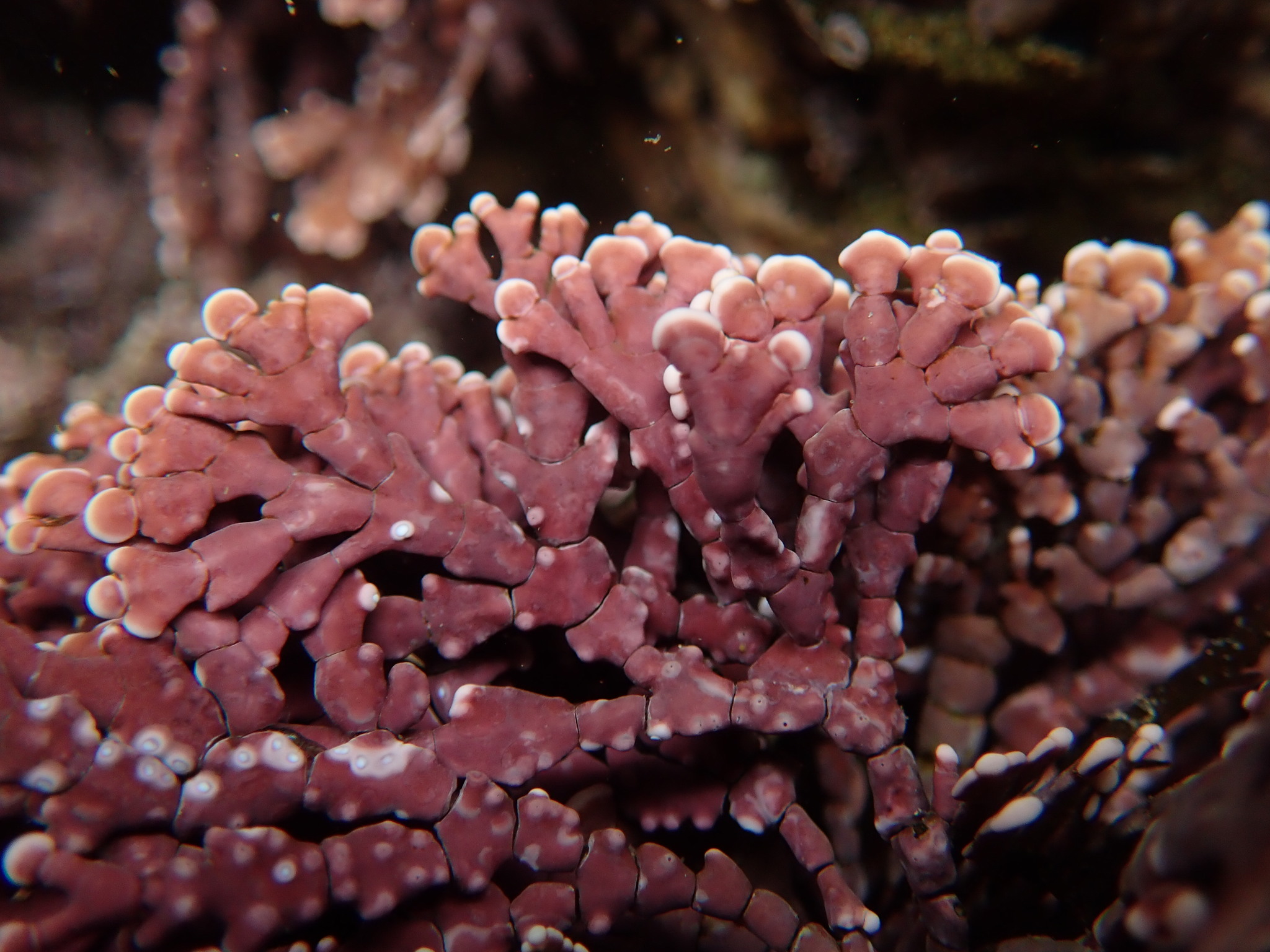 Calliarthron tuberculosum