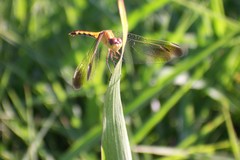Erythrodiplax nigricans