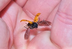 Lachnaia sexpunctata