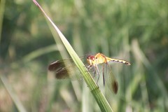 Erythrodiplax nigricans