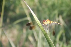 Erythrodiplax nigricans