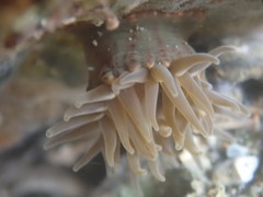 Anthopleura mariae