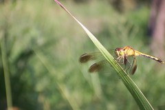 Erythrodiplax nigricans