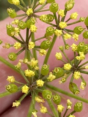 Polytaenia nuttallii