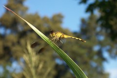 Erythrodiplax nigricans