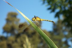 Erythrodiplax nigricans