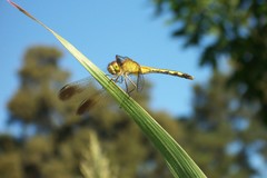 Erythrodiplax nigricans
