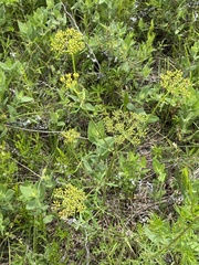 Polytaenia nuttallii