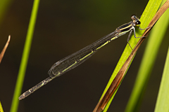Argiocnemis rubescens