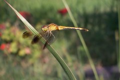 Erythrodiplax nigricans