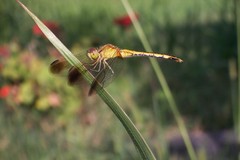 Erythrodiplax nigricans