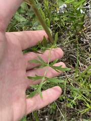 Polytaenia nuttallii