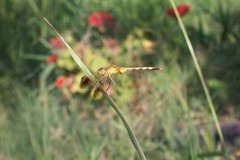Erythrodiplax nigricans