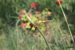 Erythrodiplax nigricans