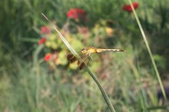 Erythrodiplax nigricans