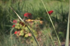 Erythrodiplax nigricans