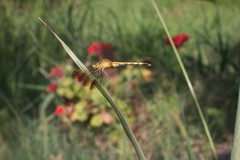 Erythrodiplax nigricans