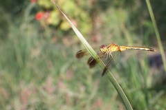 Erythrodiplax nigricans
