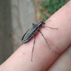 Homocyrtus bonni