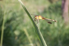 Erythrodiplax nigricans