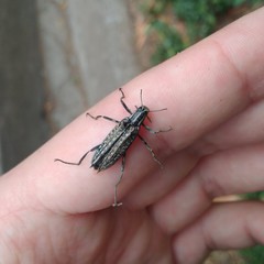 Homocyrtus bonni
