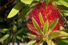Apis mellifera