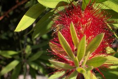 Apis mellifera