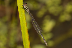 Argiocnemis rubescens
