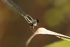 Argiocnemis rubescens
