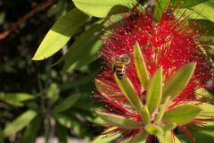 Apis mellifera