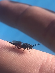 Phasgonophora sulcata