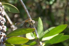Micrathyria longifasciata