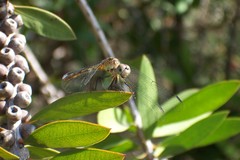 Micrathyria longifasciata