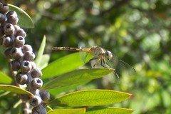 Micrathyria longifasciata