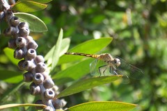 Micrathyria longifasciata