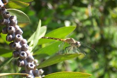 Micrathyria longifasciata