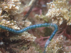 Chaetomorpha spiralis