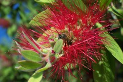 Apis mellifera