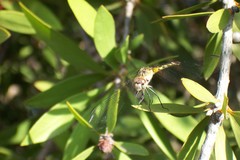 Micrathyria longifasciata