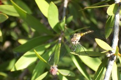 Micrathyria longifasciata