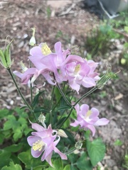 Aquilegia vulgaris