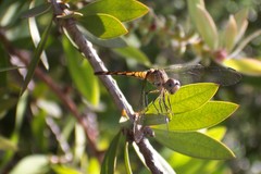 Micrathyria longifasciata