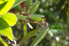 Micrathyria longifasciata
