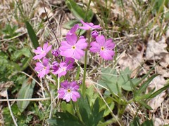 Primula nutans